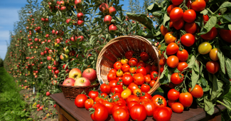 Impôts: j'ai revendu mon surplus de fruits et de légumes, dois-je le déclarer au fisc?