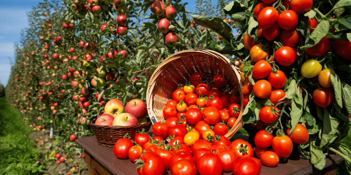 Impôts: j'ai revendu mon surplus de fruits et de légumes, dois-je le déclarer au fisc?