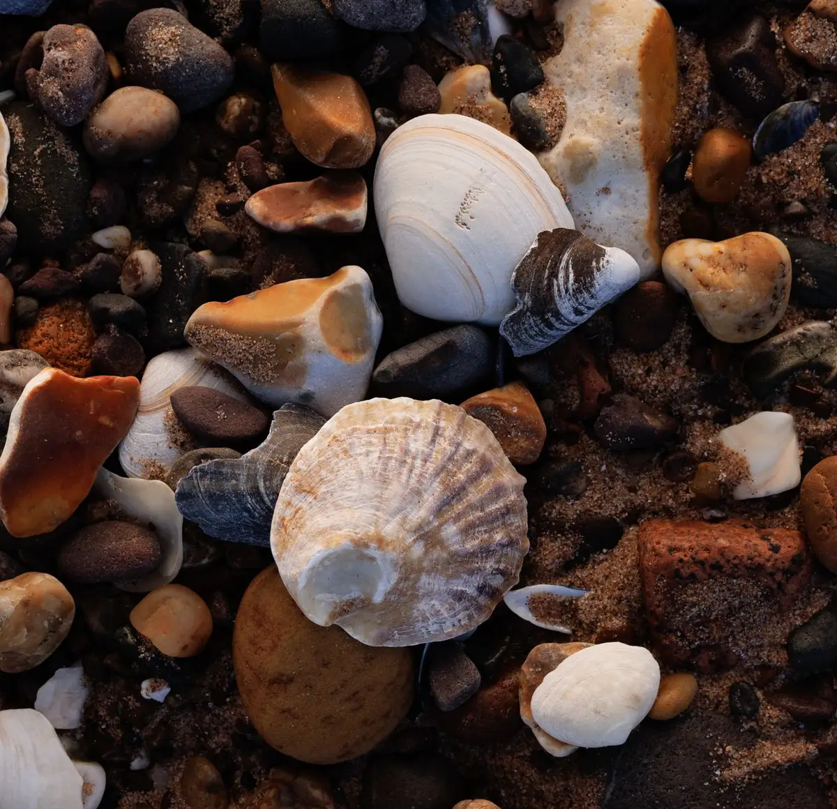 Coquillages et galets sur le sable d'une plage