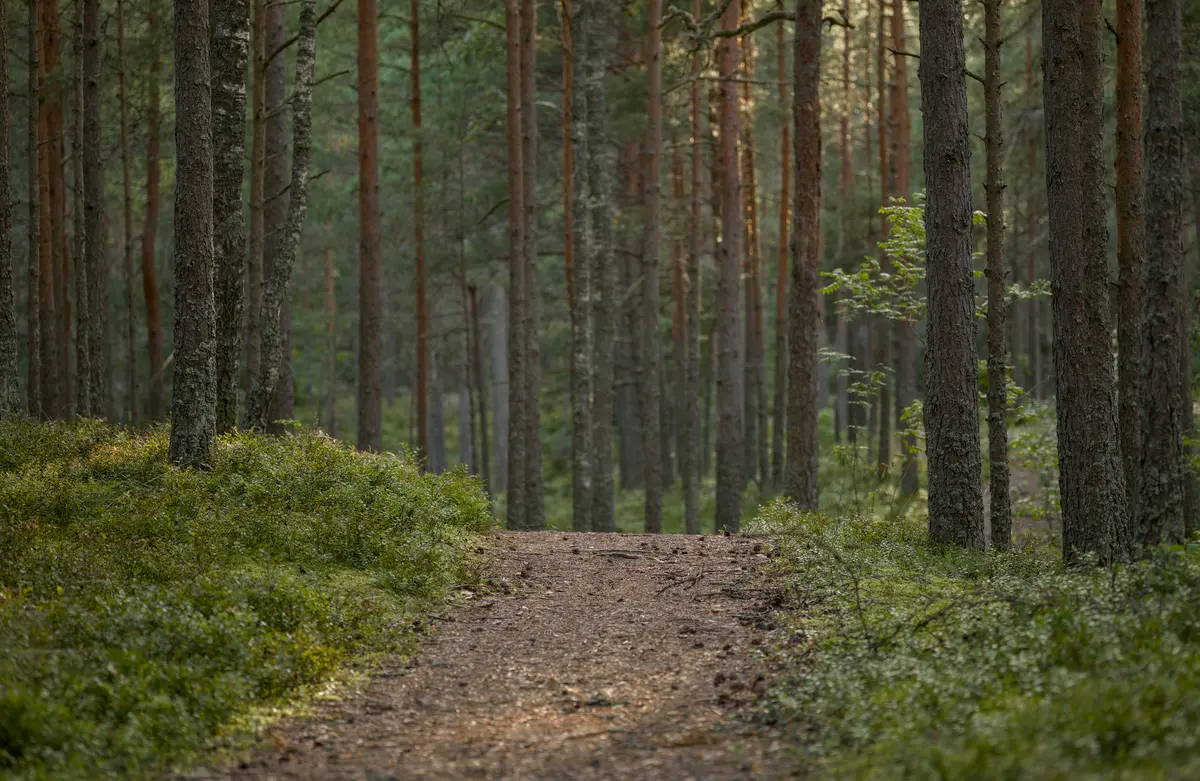 Sentier forestier sinueux bordé de pins dans la forêt du Pignada